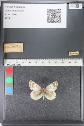 Media type: image;   Entomology 125349